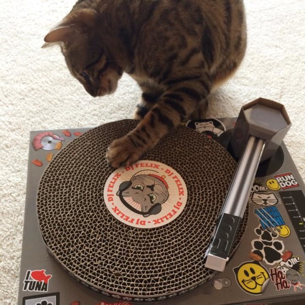 Cat Turntable