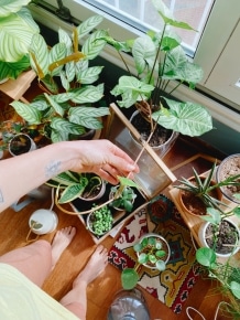 Elif - Taking Care of Plants