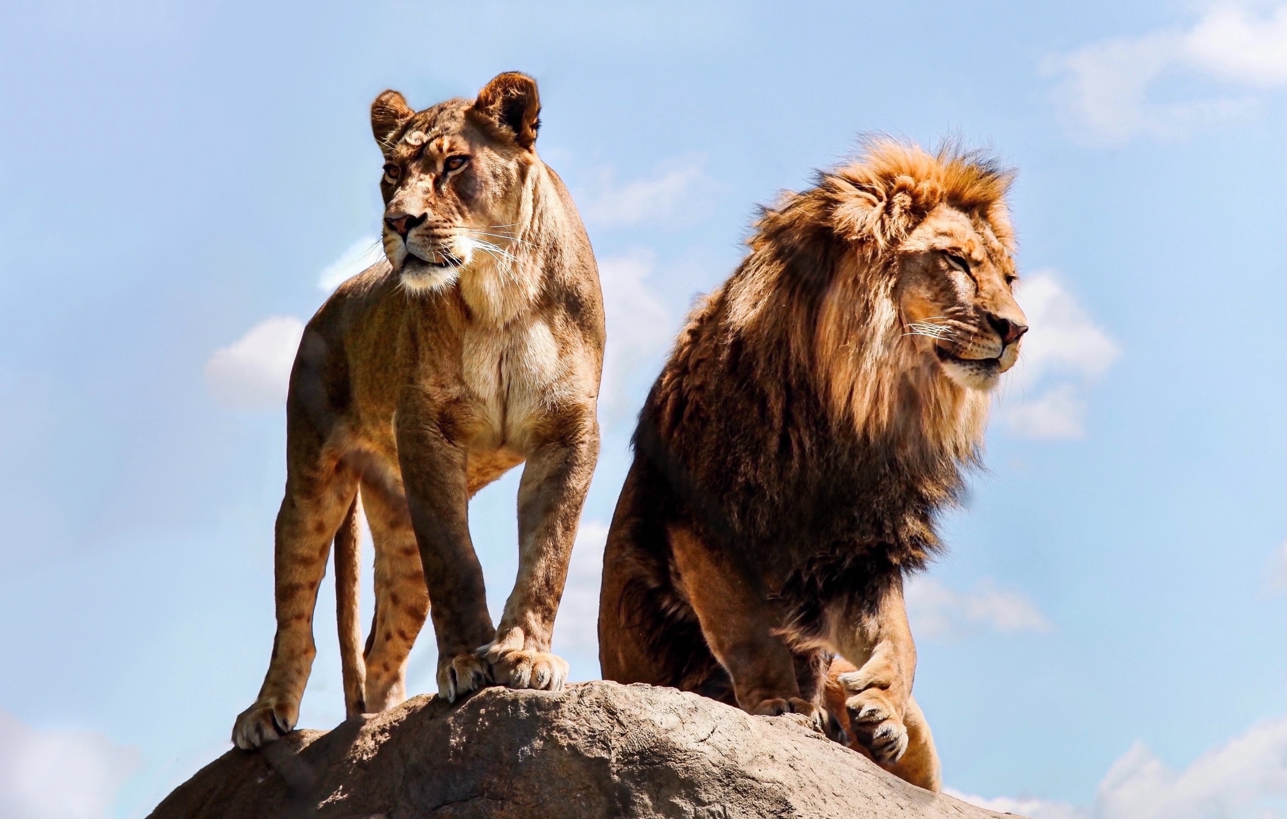 lions mentality
