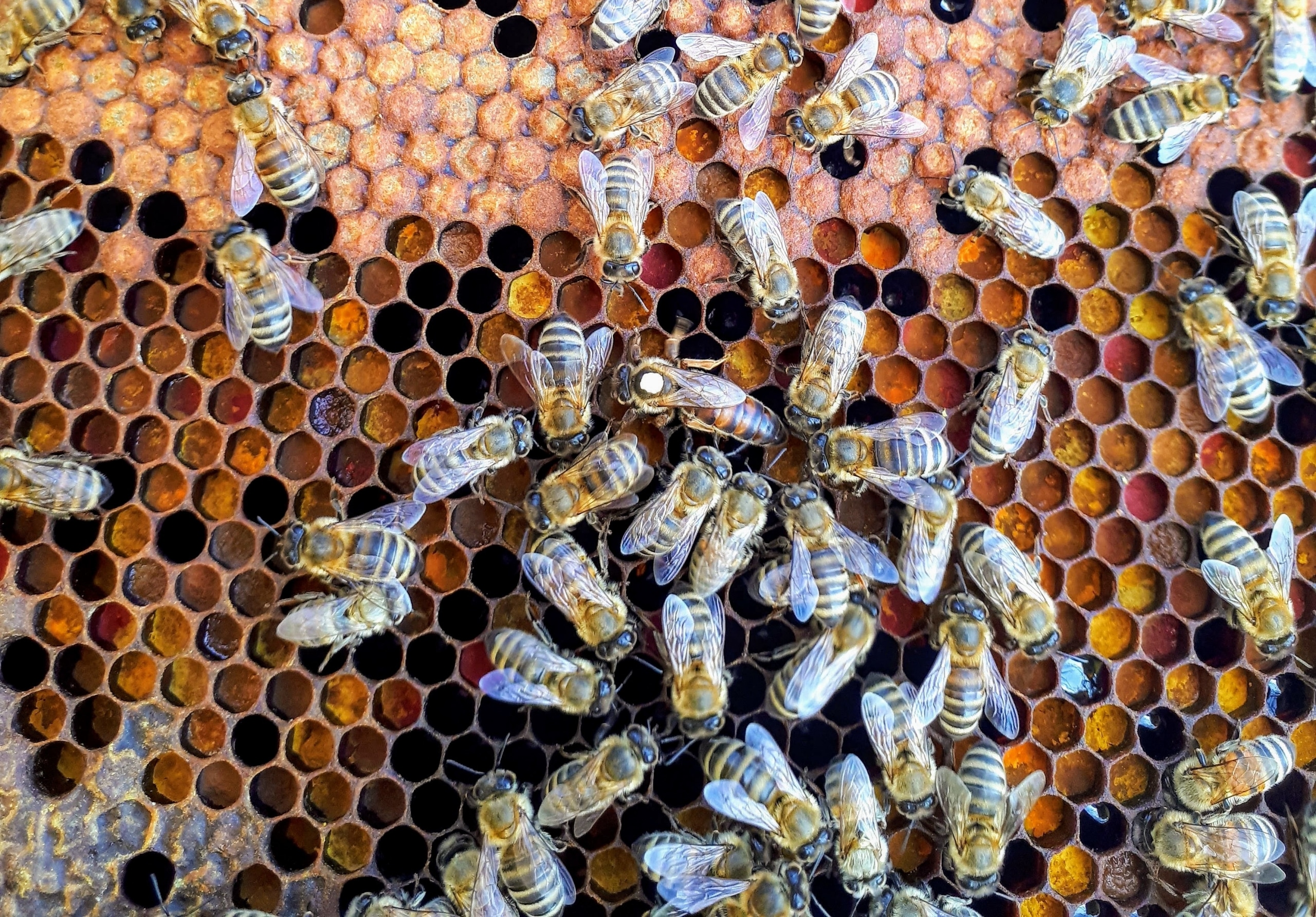 Beehive
