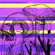 Colorado Decriminalize Mushrooms