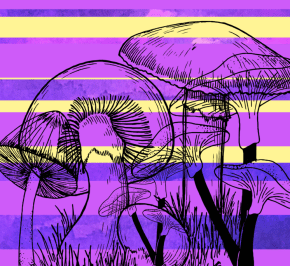 Colorado Decriminalize Mushrooms