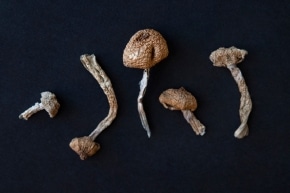 Colorado Decriminalize Mushrooms