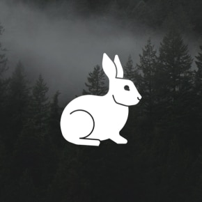 white rabbit