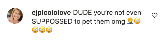 Service Dog Excision