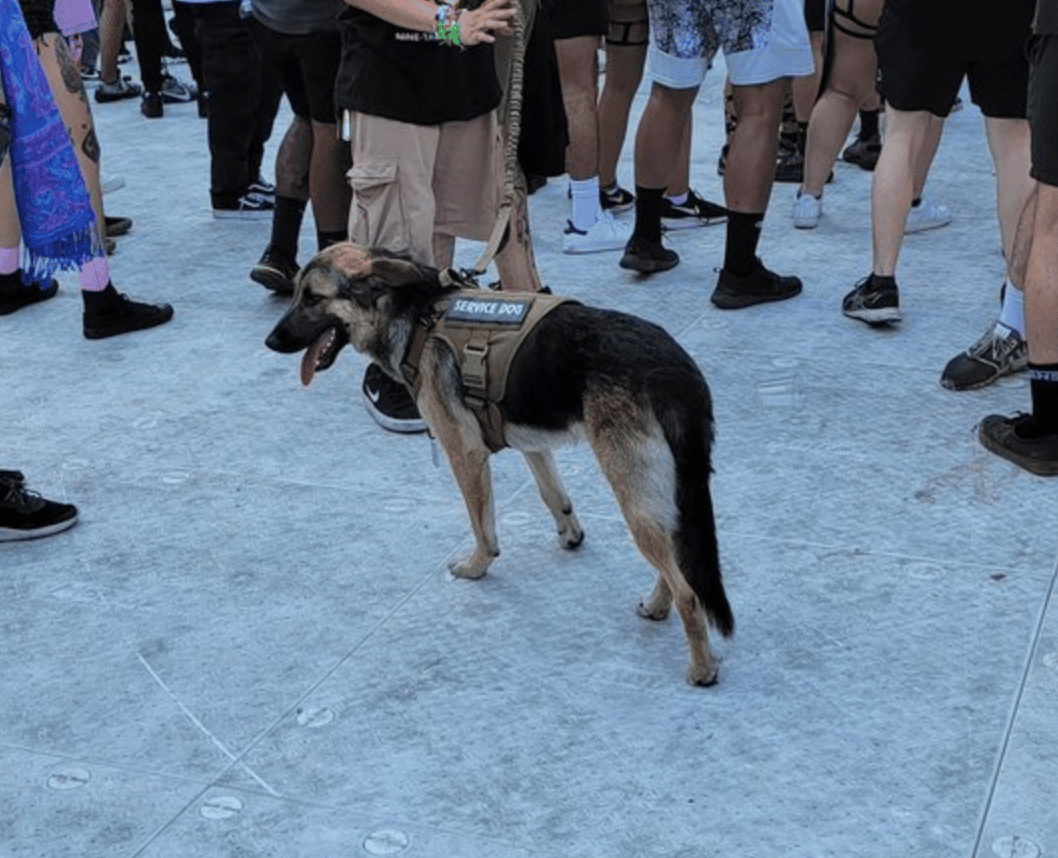 Service Dog