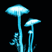 Magic Mushrooms Alcoholism Recovery