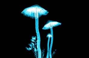 Magic Mushrooms Alcoholism Recovery