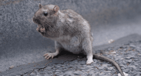 Rats dance to 120-140 BPM