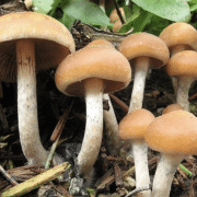 Australian Psychedelic Treatment