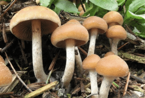 Australian Psychedelic Treatment